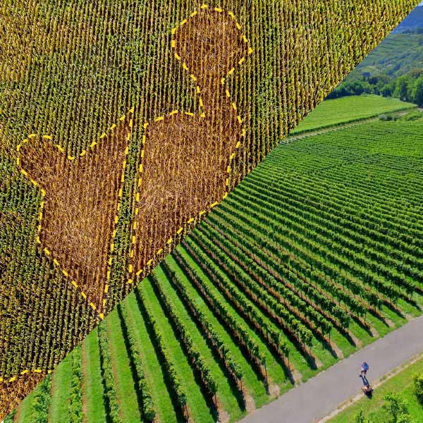 Drone services for agriculture